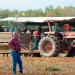 LSU AgCenter extension associate Myrl Sistrunk observes as workers harvest sweet potatoes in a field farmed by Black Gold Farms in Delhi, Louisiana, on Oct. 23, 2020.