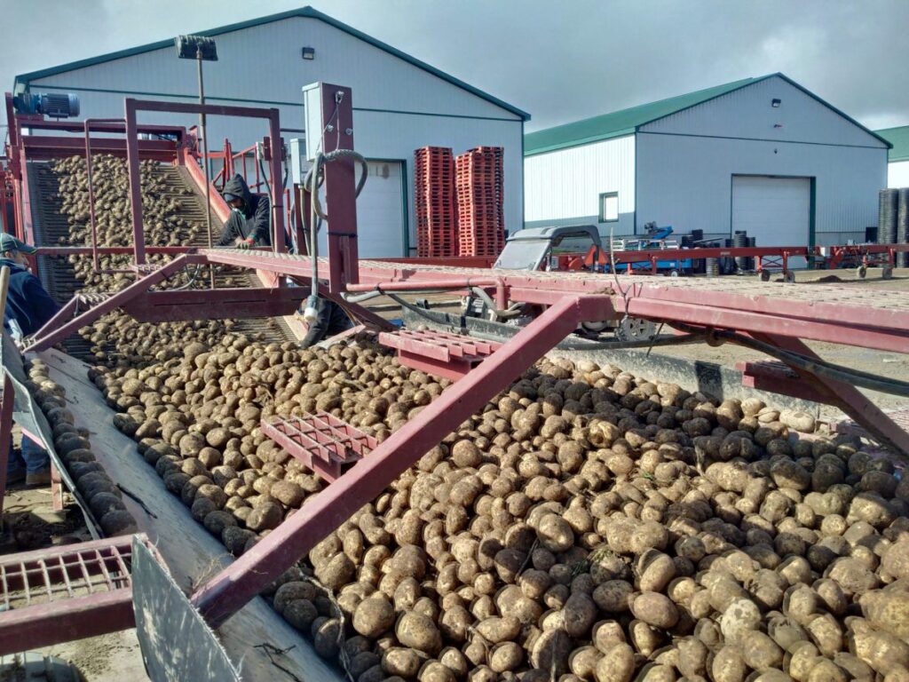 Belgian potato industry