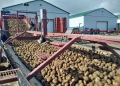 Belgian potato industry