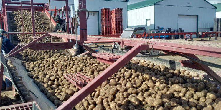 Belgian potato industry