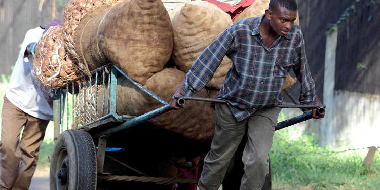 Kenya potato