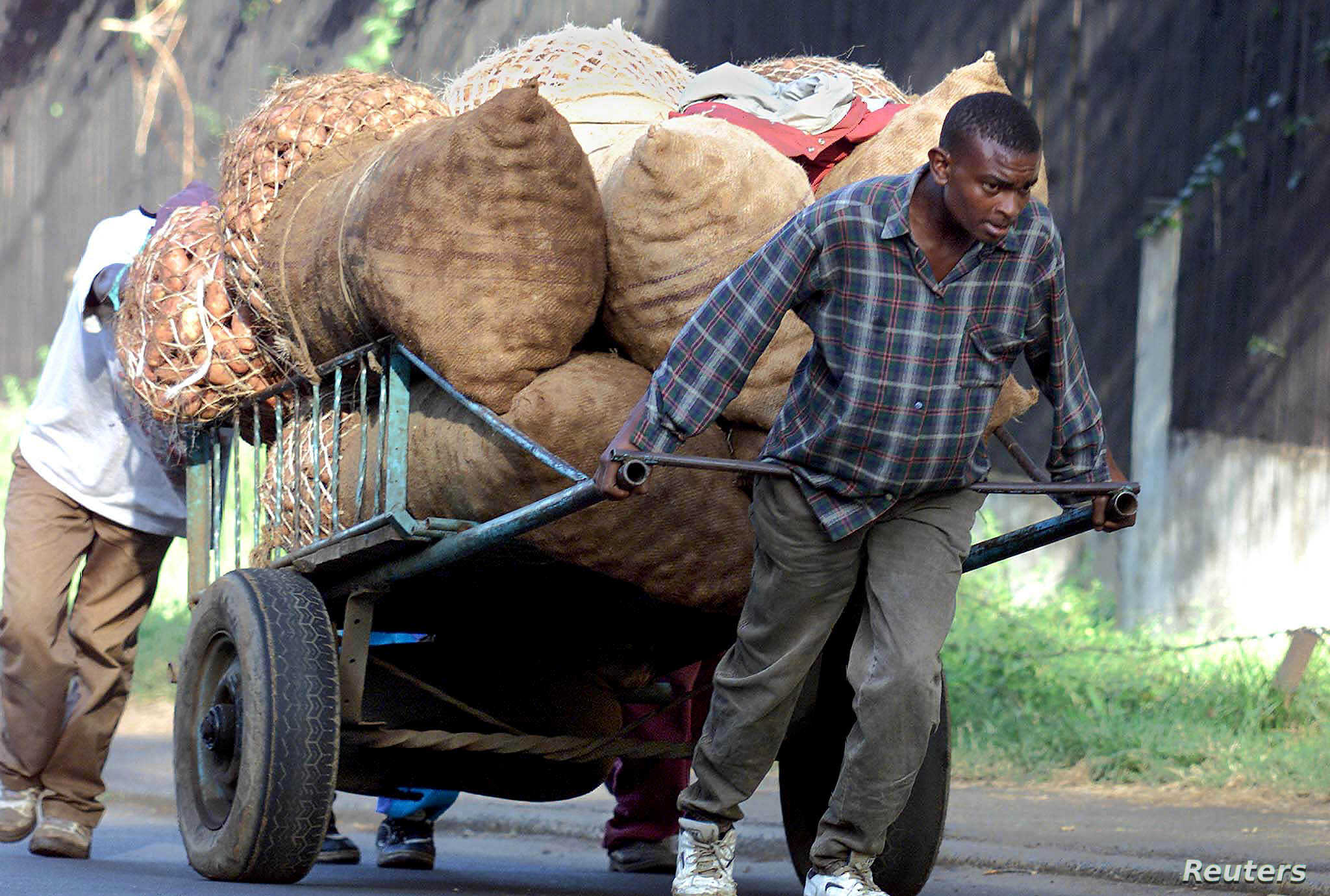 Kenya potato
