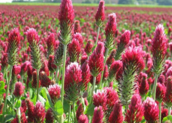 Red Clover rotation