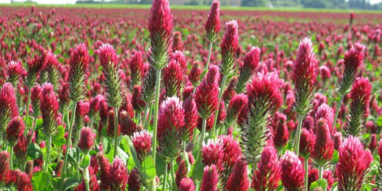 Red Clover rotation