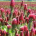 Red Clover rotation