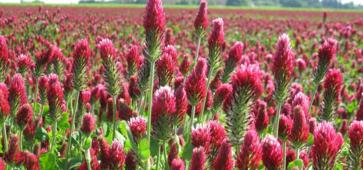 Red Clover rotation