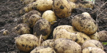 This is how better you pamper the soil life