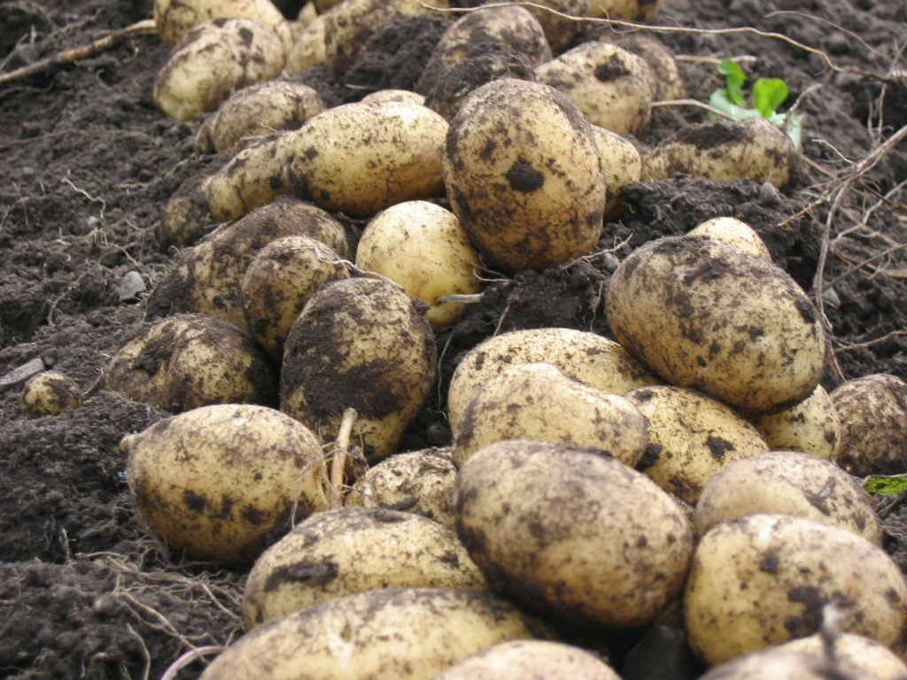 This is how better you pamper the soil life