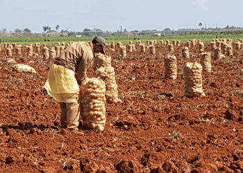 Potato production progress