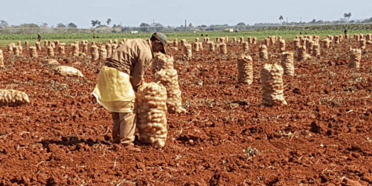 Potato production progress