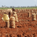 Potato production progress