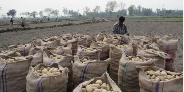 Panchagarh farmers happy with bumper potato harvest
