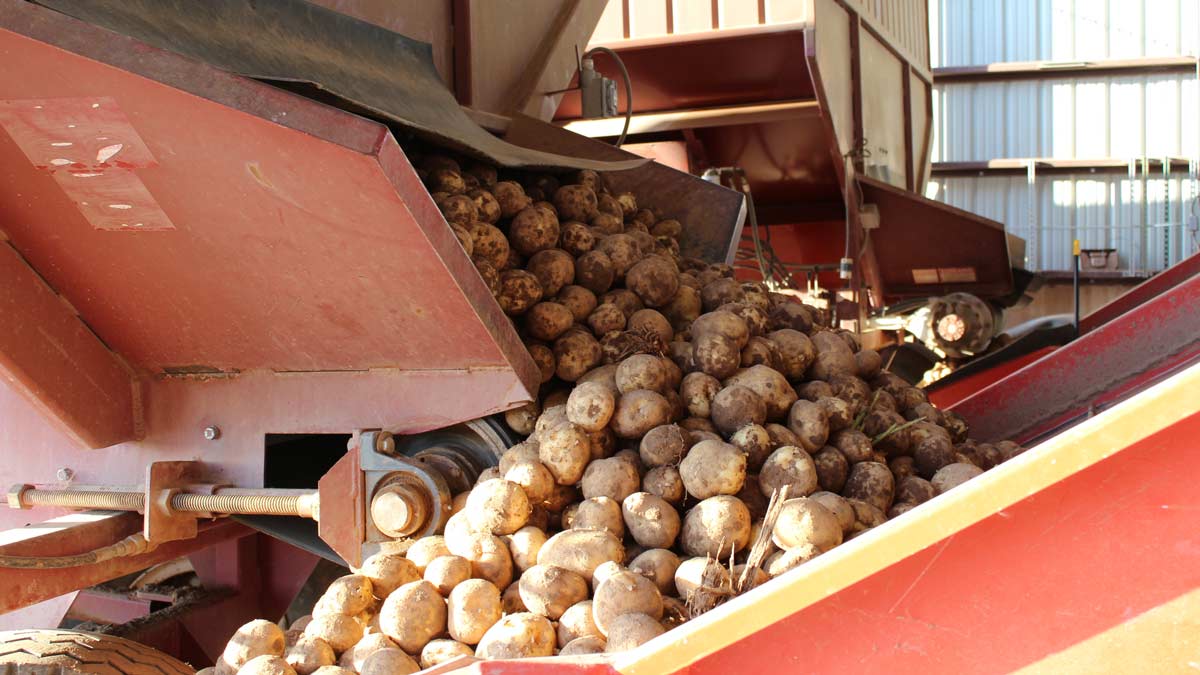 Chin Farms: quality grow and retail market potato 12 Chin Farms