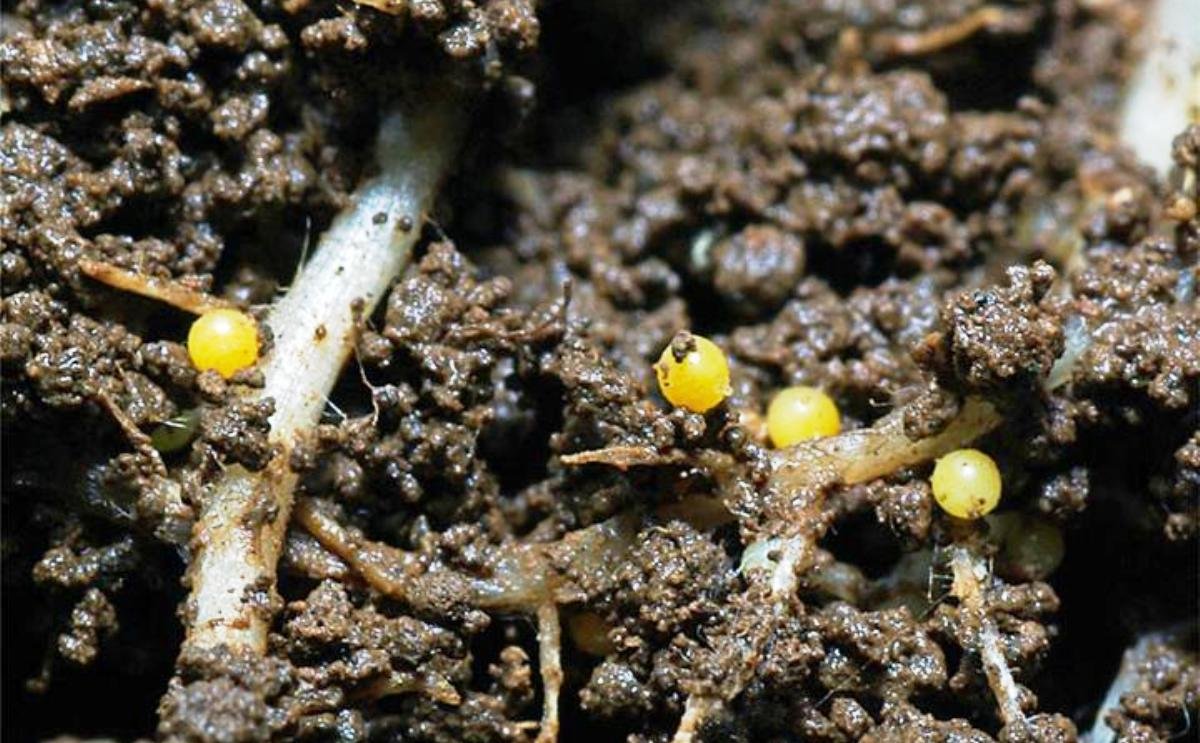 potato cyst nematodes (PCN) infection