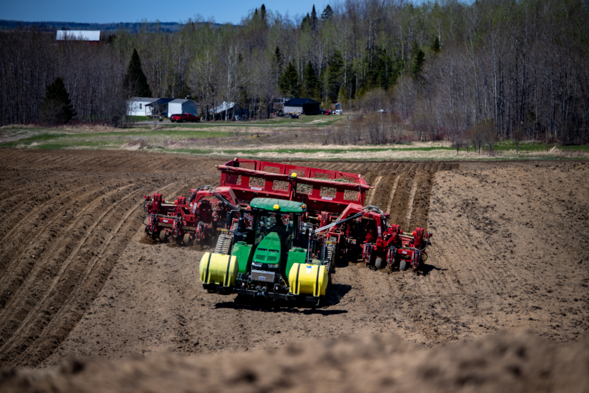 Canadian potato growers - problem starts of the 2021 2 DSC 8798