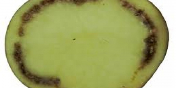 UK issues new import measures to prevent the spread of potato ring rot