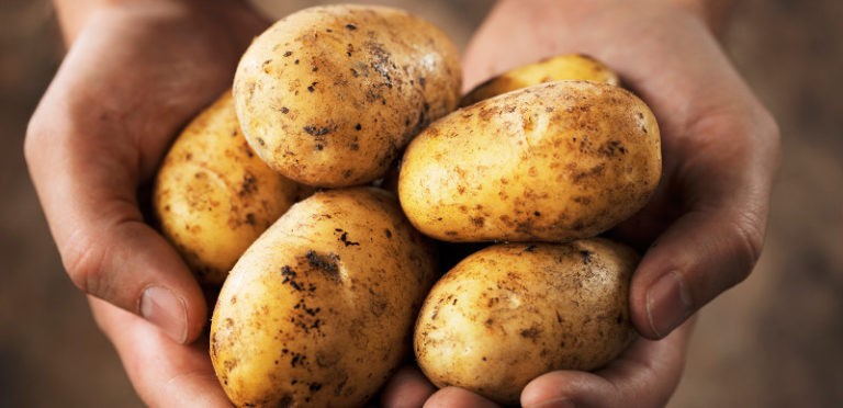 KARTOFFELN SIND NACHHALTIGER