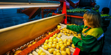 PROCESSED POTATOES IN EU WORTH EUR10B IN 2014