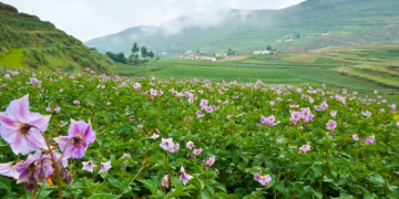 CAMBODIA OPENS FIRST POTATO RESEARCH CENTRE