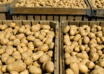 Large bins full of potatoes during the harvest time