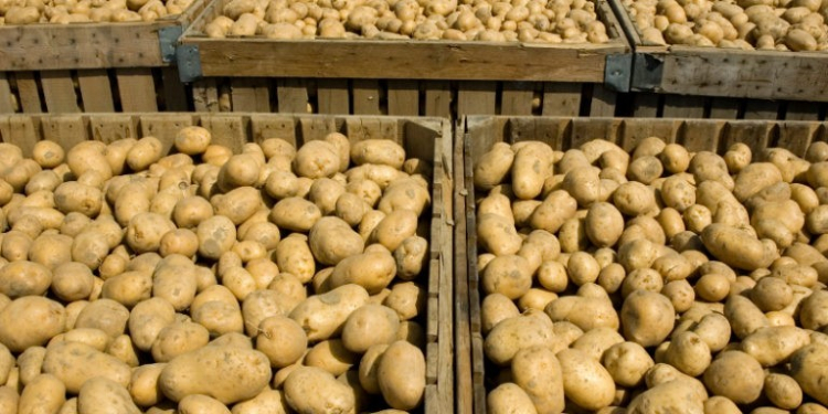 Large bins full of potatoes during the harvest time