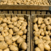 Large bins full of potatoes during the harvest time