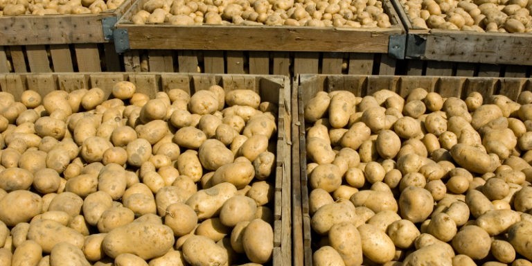 Tha UGANDA A ’GABHAIL A’ CHIAD PLANA PRÒISEACT POTATO