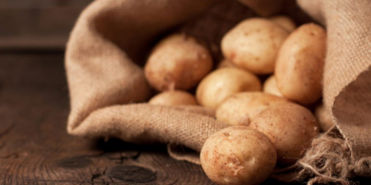 Harvest potatoes in burlap sack on rustic background