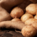 Harvest potatoes in burlap sack on rustic background