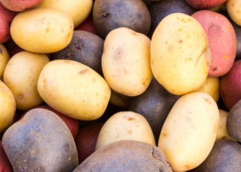 Fresh colorful potatoes red white blue on display at the market