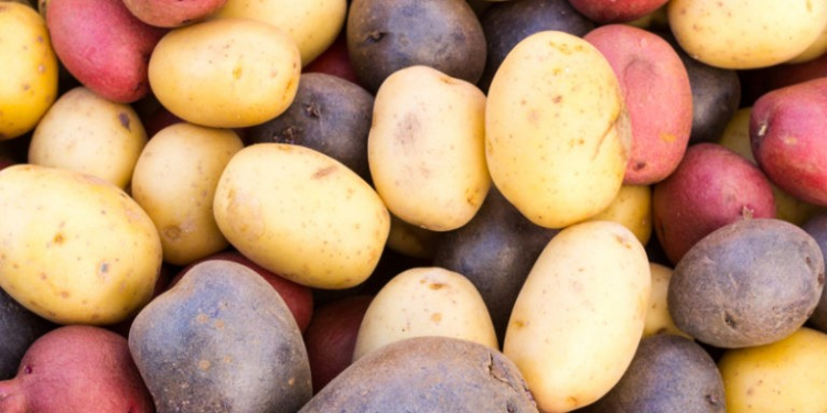 Fresh colorful potatoes red white blue on display at the market