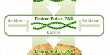Simplot hopes to avoid Monsanto’s mistakes with biotech potato