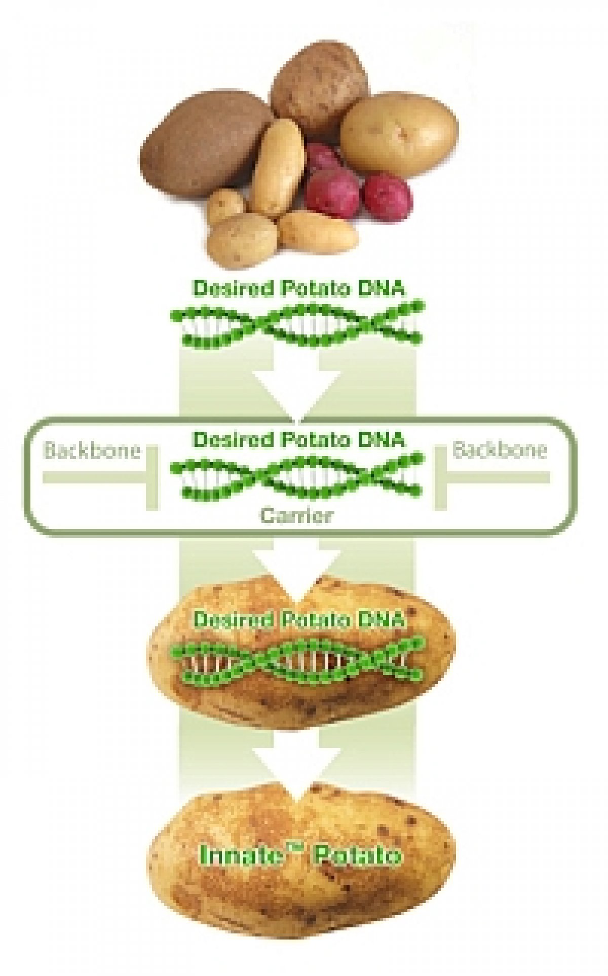 Simplot spera di evitare gli errori della Monsanto con la patata biotecnologica