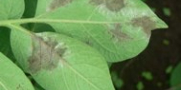 Syngenta potato hotline adds text message Alerts