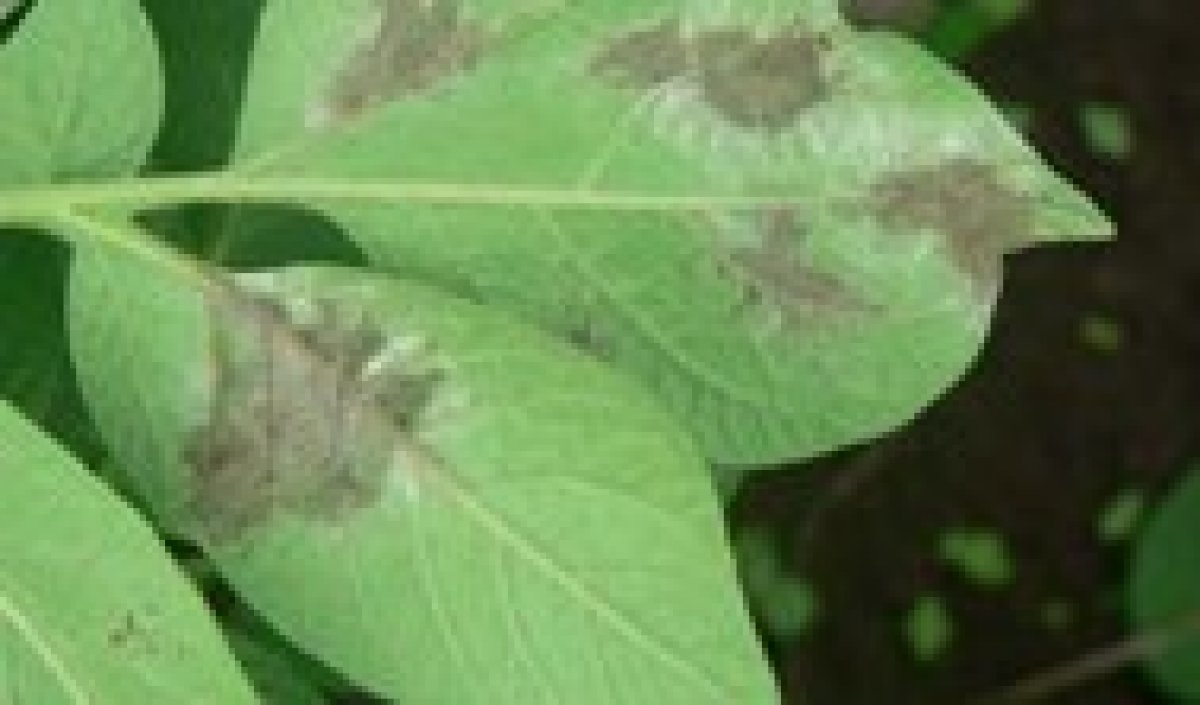 Die Kartoffel-Hotline von Syngenta fügt SMS-Benachrichtigungen hinzu