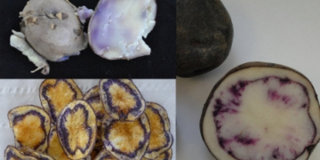 Colorful and high in anti-oxidant potato clones with commercial potential developed by Neiker Tecnalia