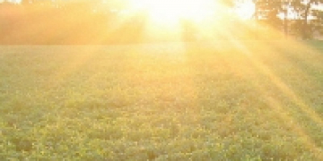 Washington potato crop heating up