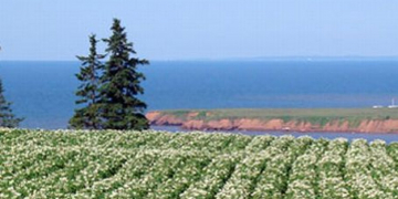 Prince Edward Island Potato crop blight free