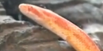 Woman says she found snake in bag of potatoes