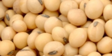 Prince Edward Island Potato Board supports new oil seed research