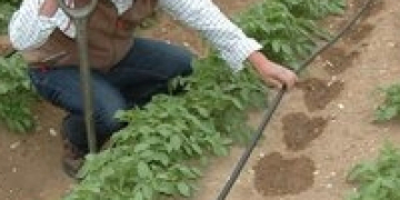 Pepsico trials show benefits of drip irrigation