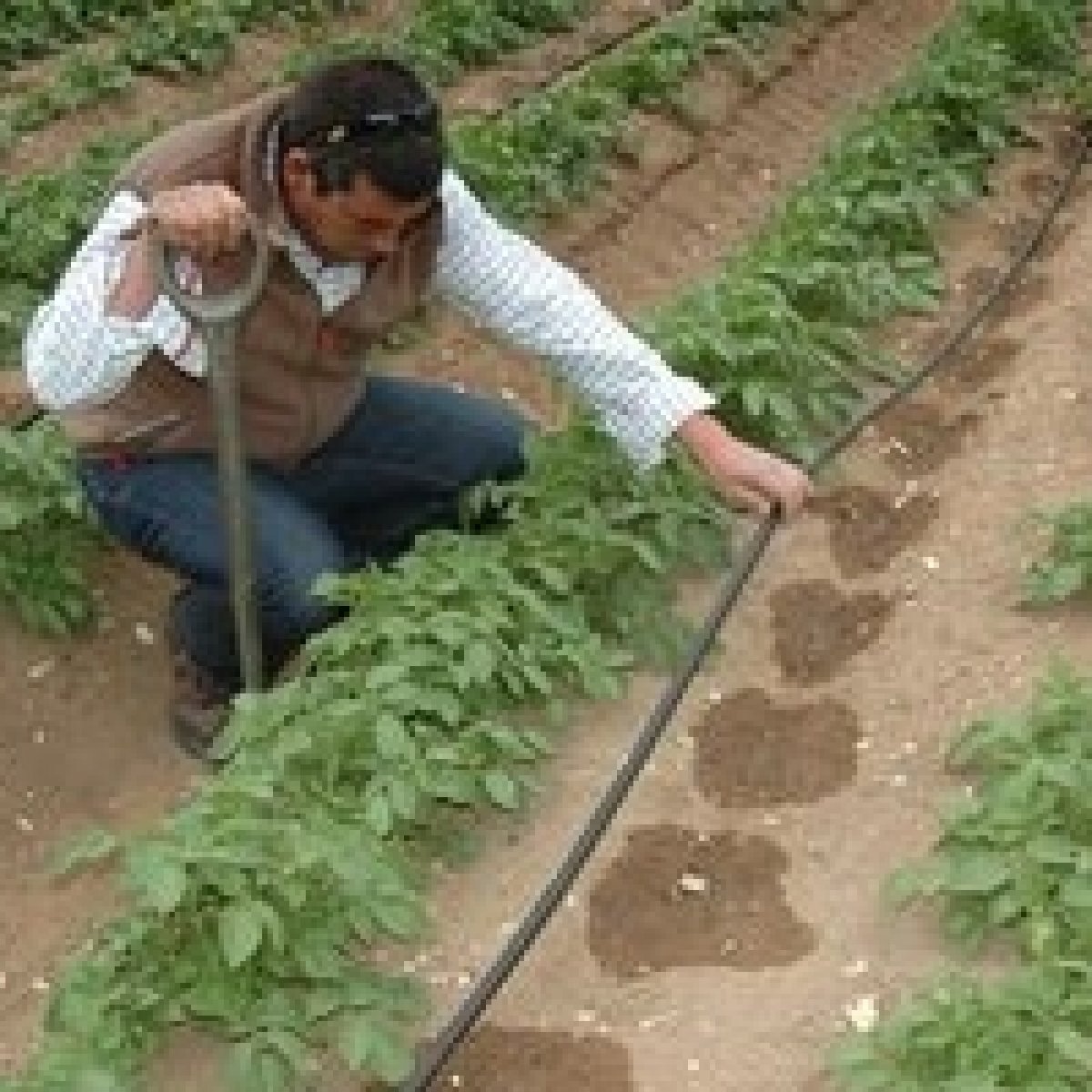 पेप्सिको परीक्षण ड्रिप सिंचाई के लाभ दिखाते हैं