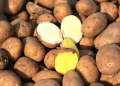 controls seed potatoes