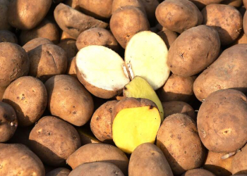 controls seed potatoes