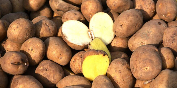 controls seed potatoes