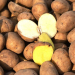 controls seed potatoes