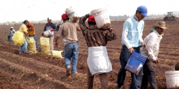 Mexican potato producers ask president to deny US potatoes