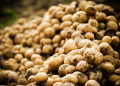 potato growers' storage problems