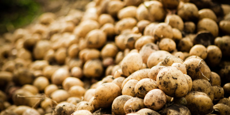 potato growers' storage problems