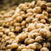 potato growers' storage problems